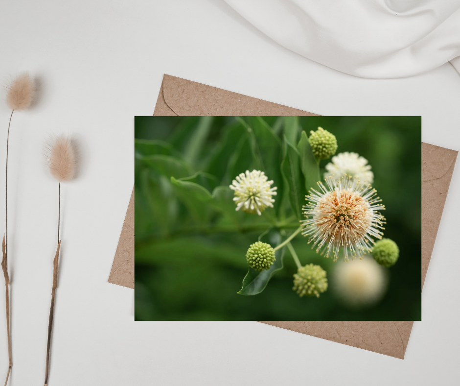 Buttonbush Blooms