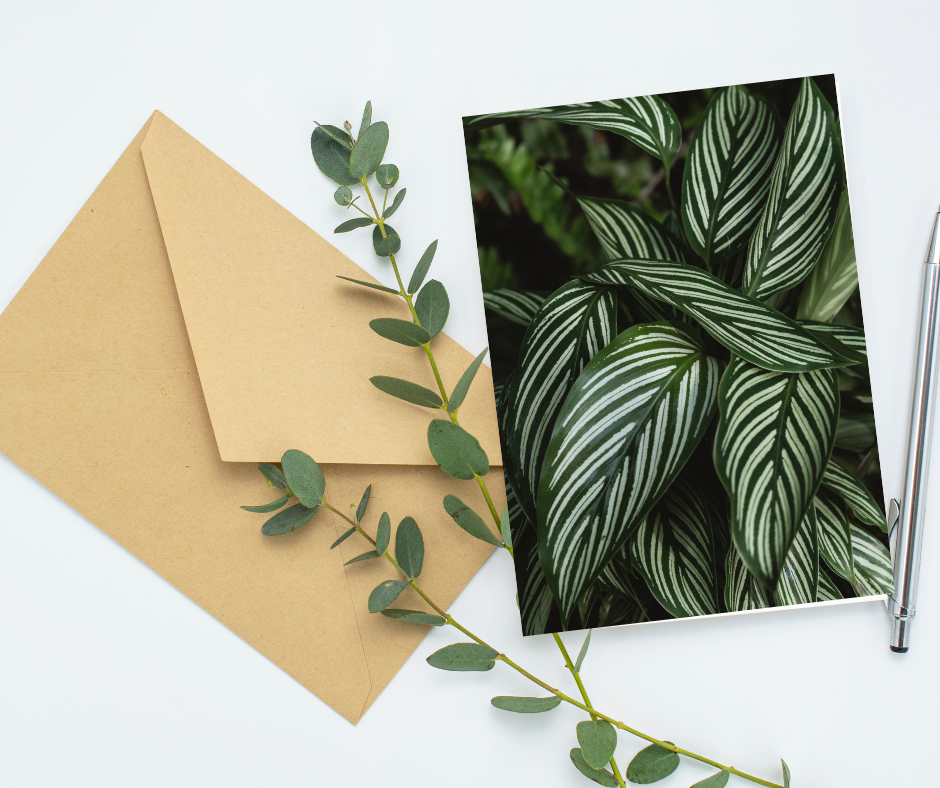 Calathea Lines