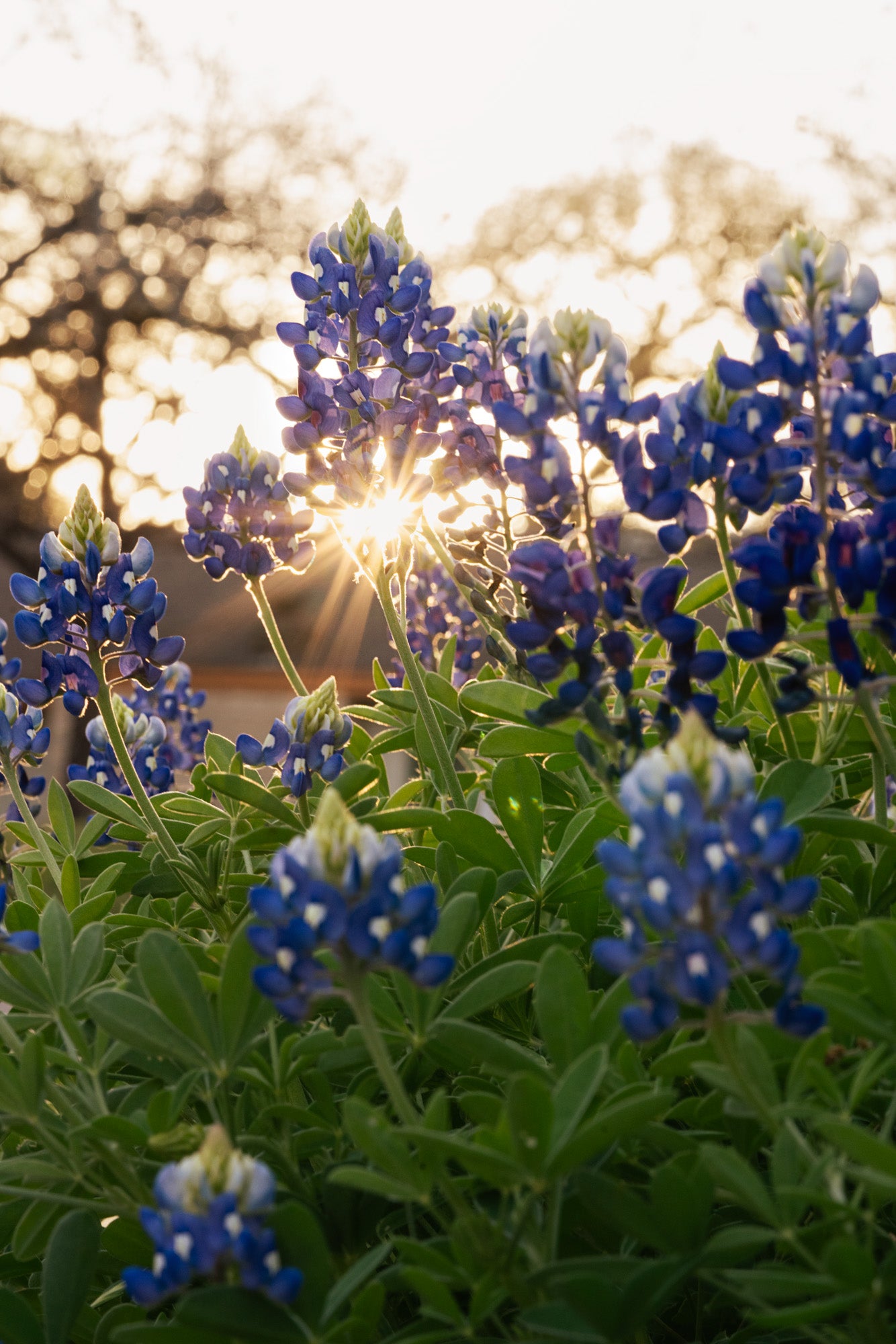 Bluebonnet Sunset