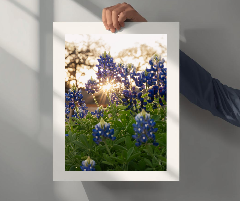 Bluebonnet Sunset