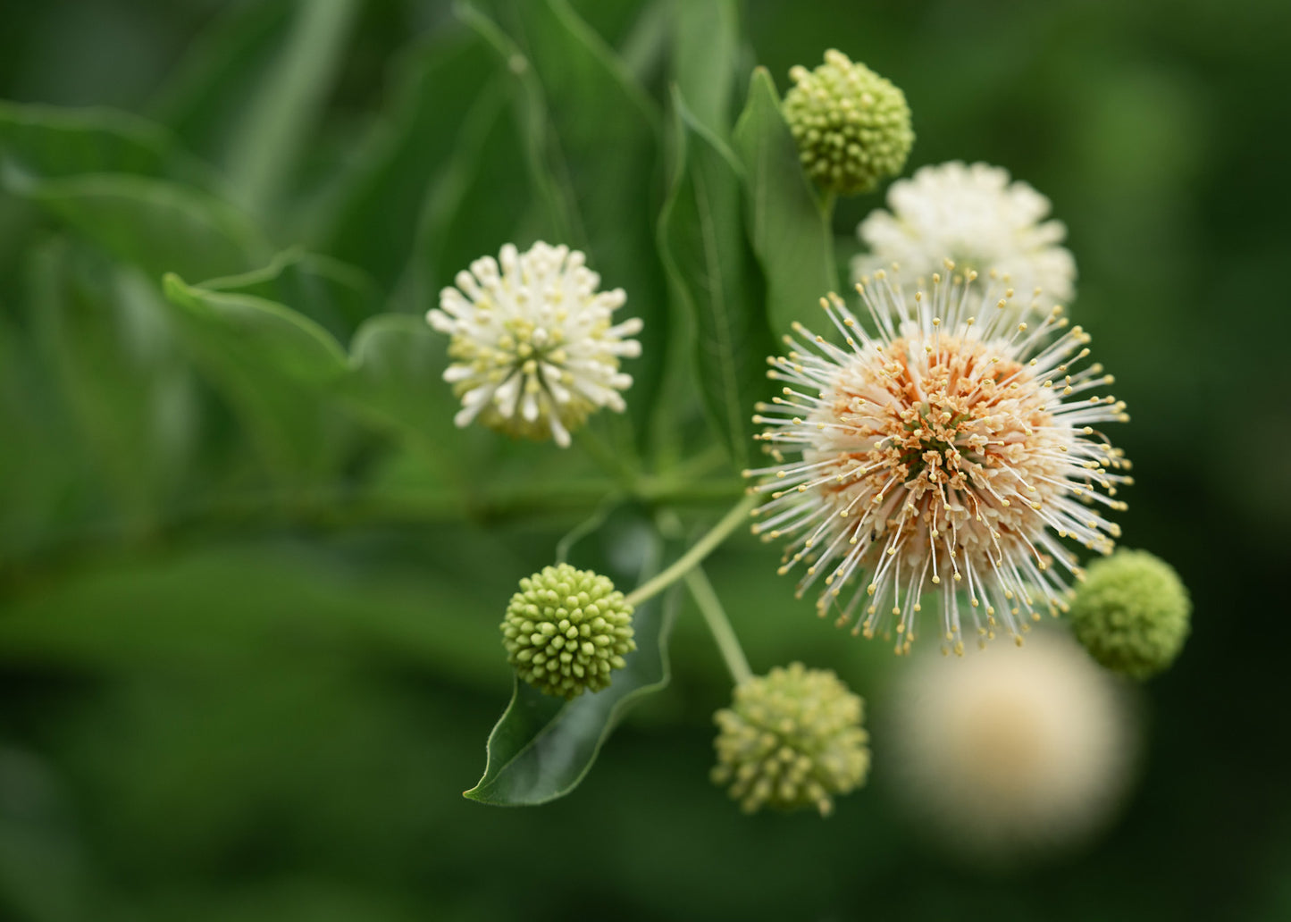 Buttonbush Blooms