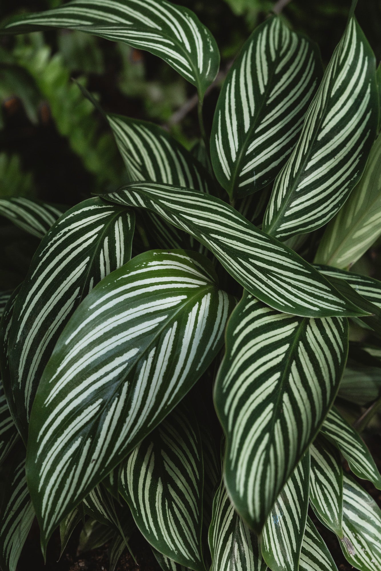 Calathea Lines