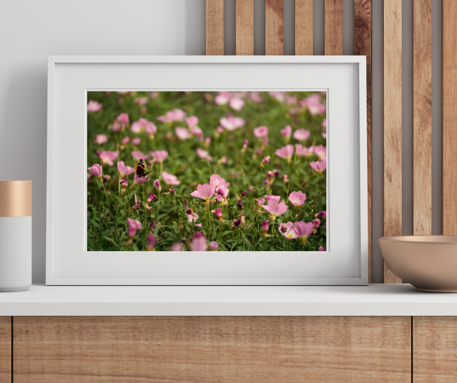 Friend of the Evening Primrose