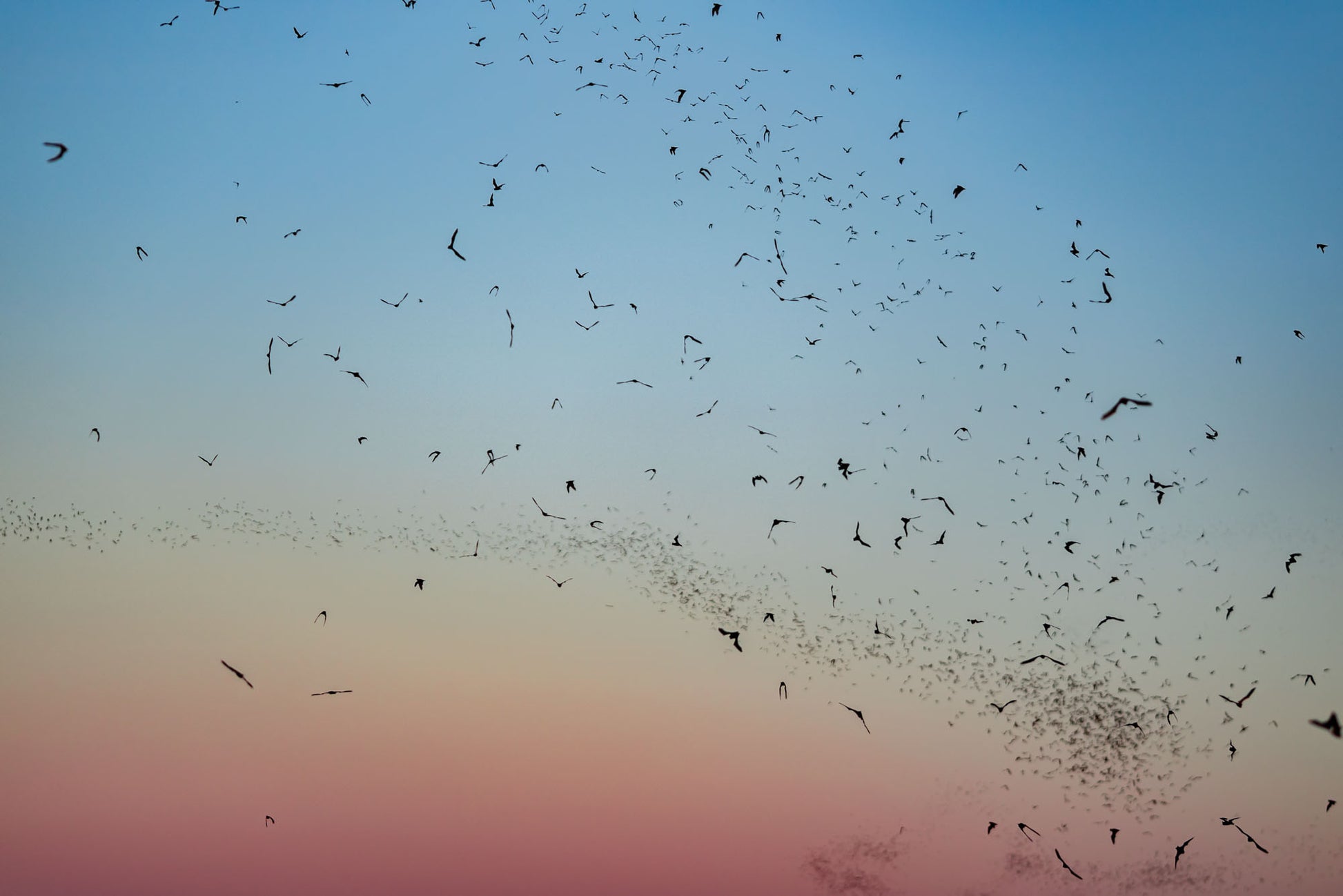 Freetail Bat Gradient