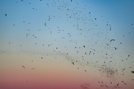 Freetail Bat Gradient