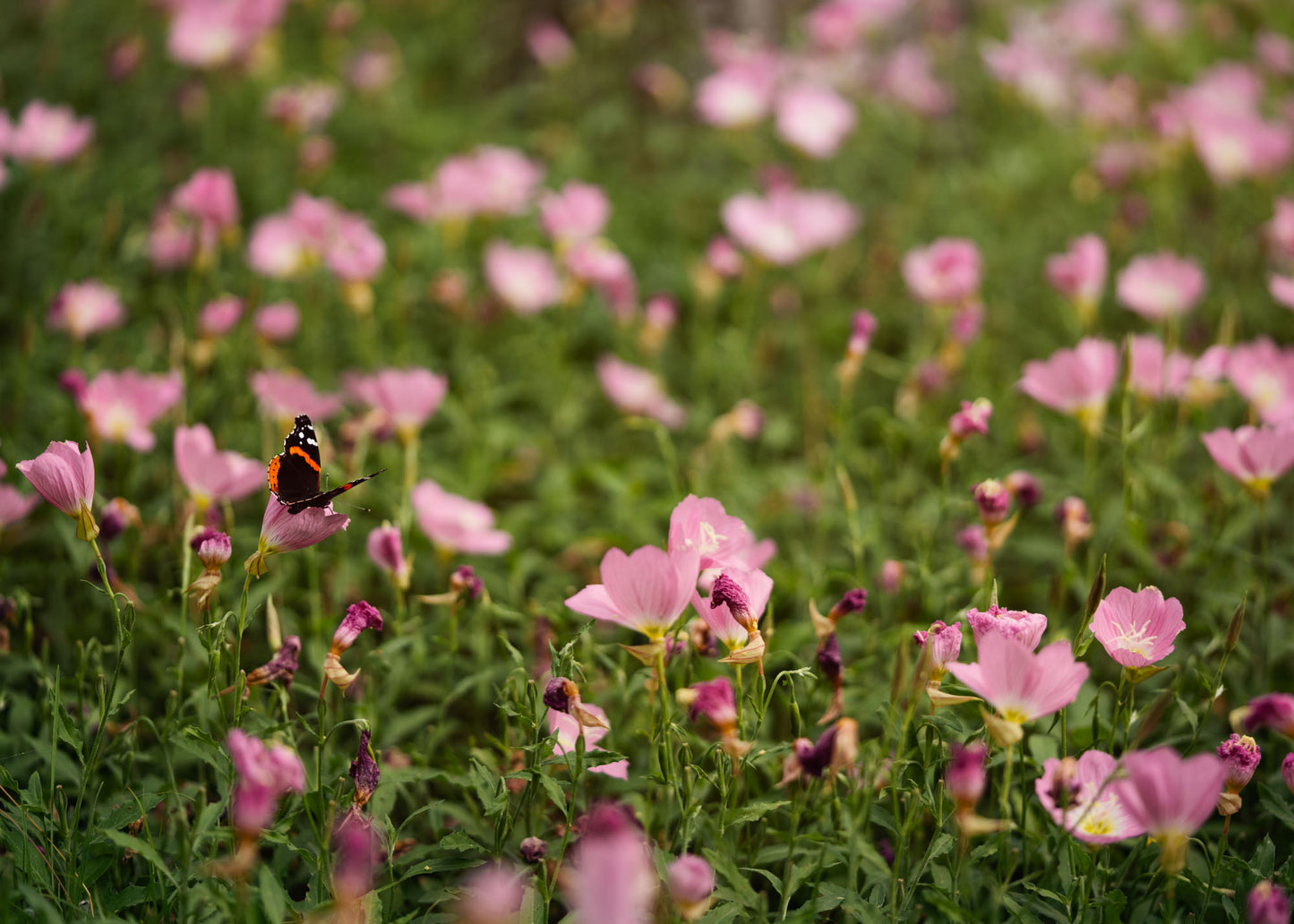 Friend of the Evening Primrose