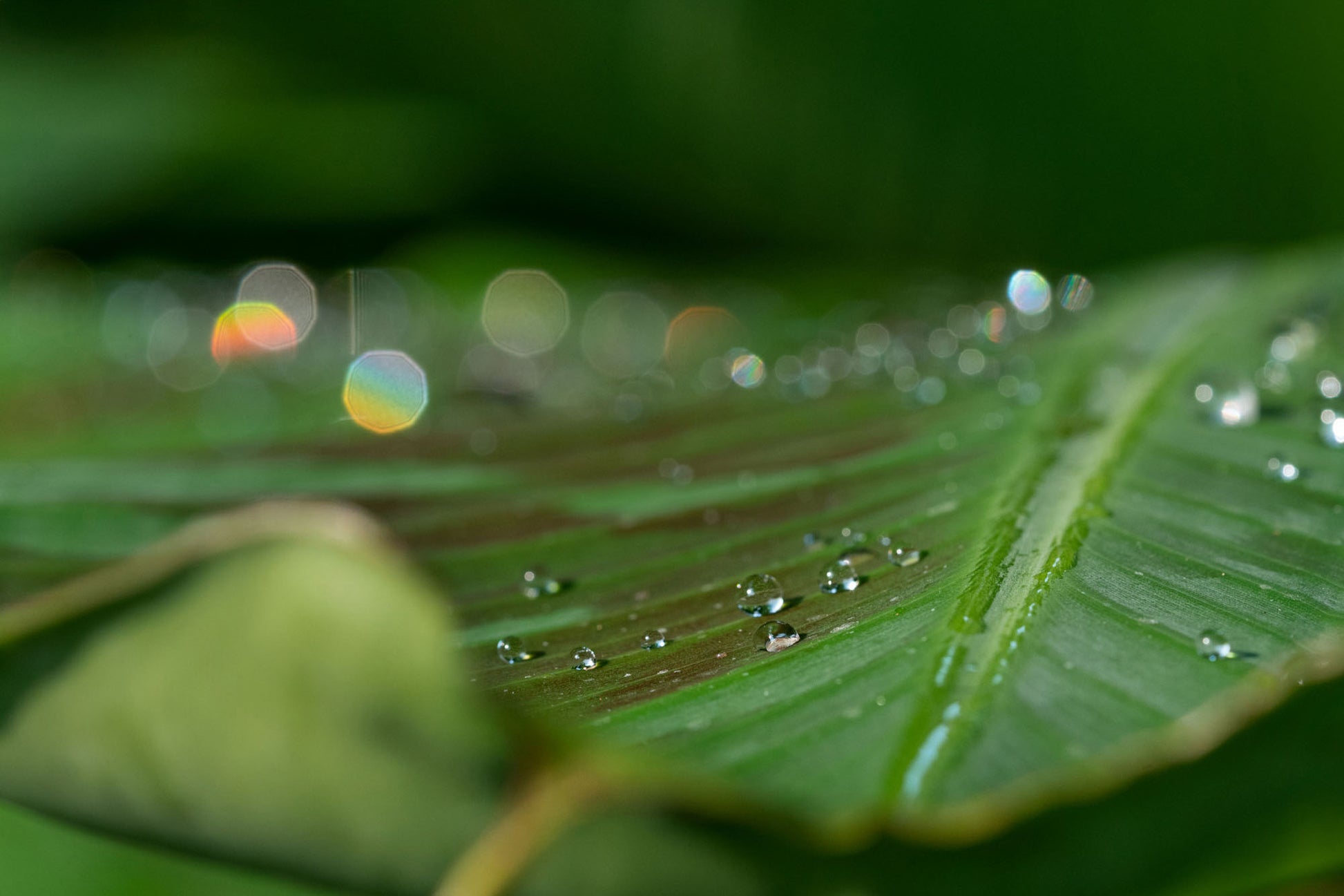 Glimmering Elephant Ear