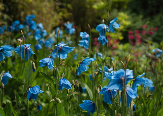 Himalayan Blue Poppies