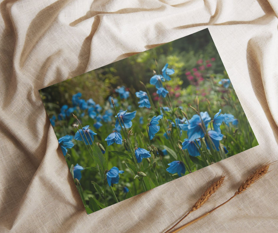 Himalayan Blue Poppies