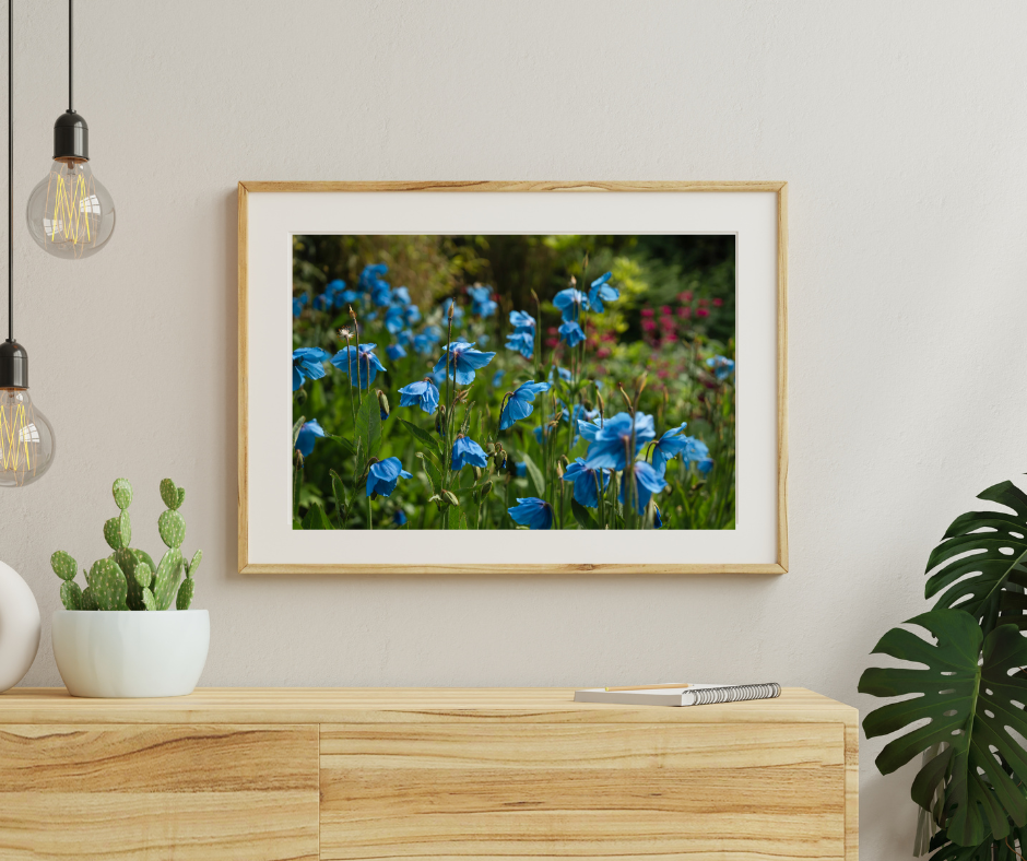 Himalayan Blue Poppies