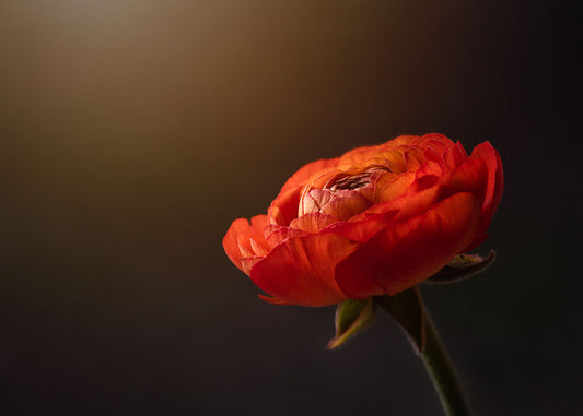 Luminous Ranunculus