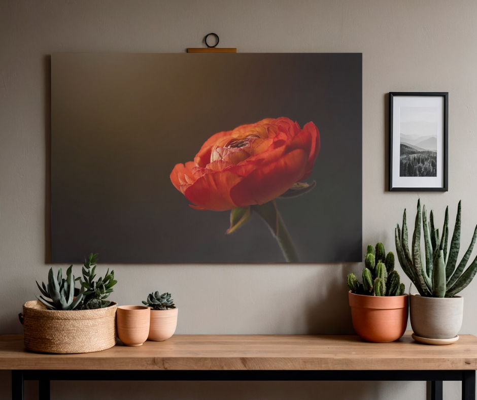 Luminous Ranunculus