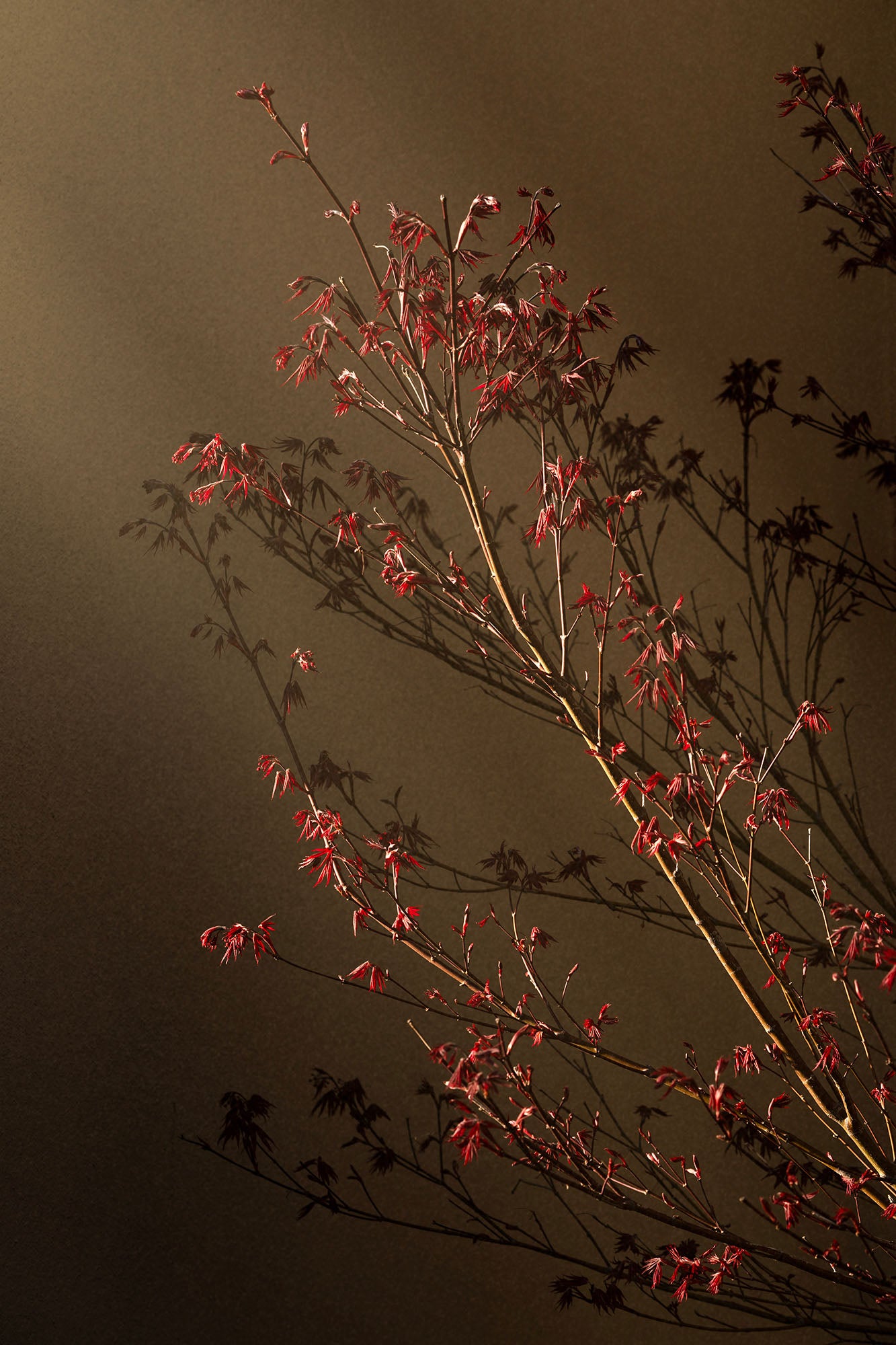 Maple in Late Afternoon