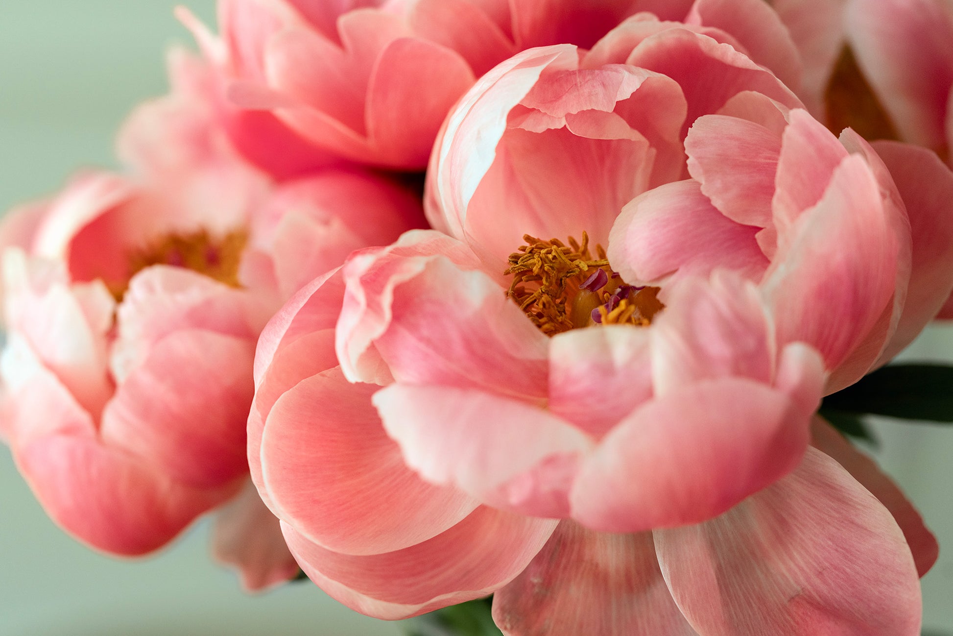 Pink Peonies