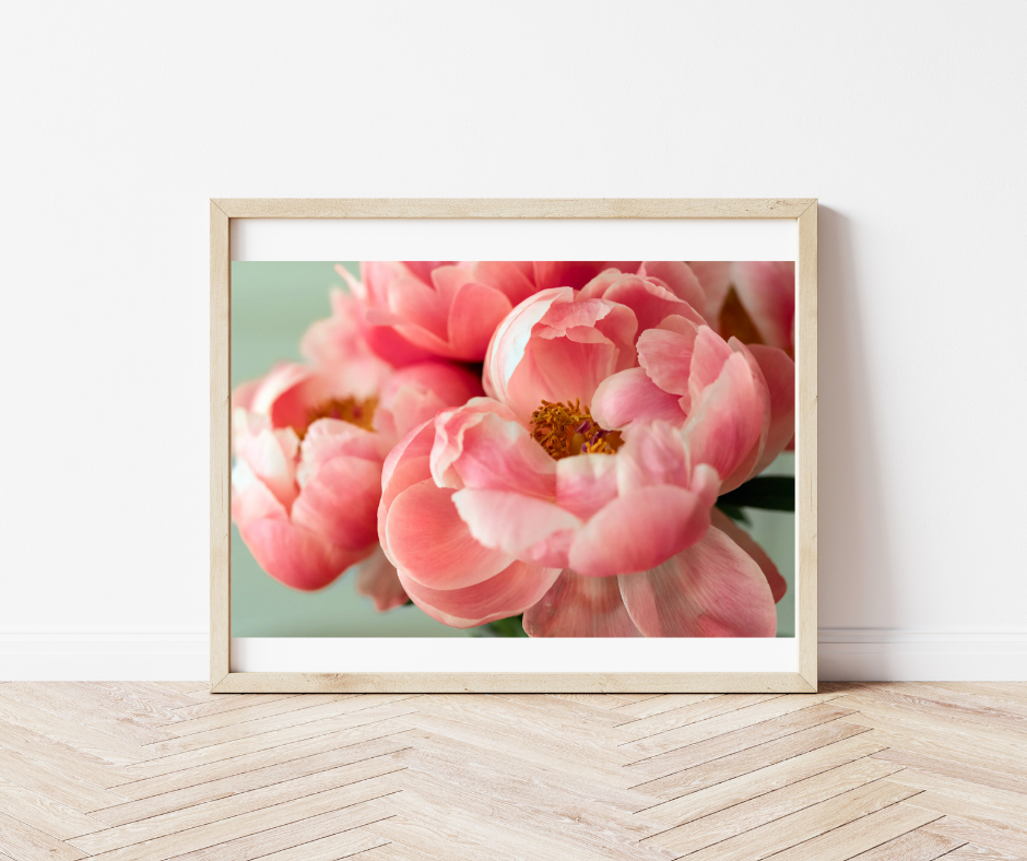 Pink Peonies