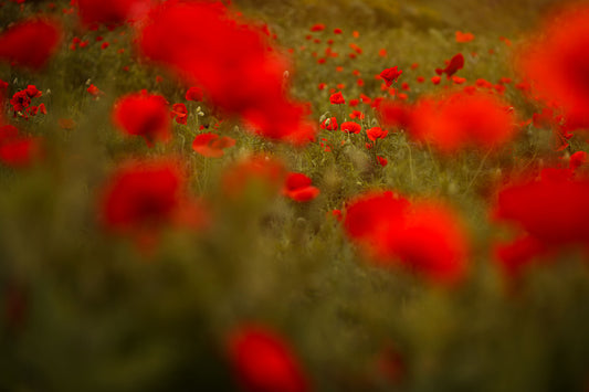 Sea of Poppies
