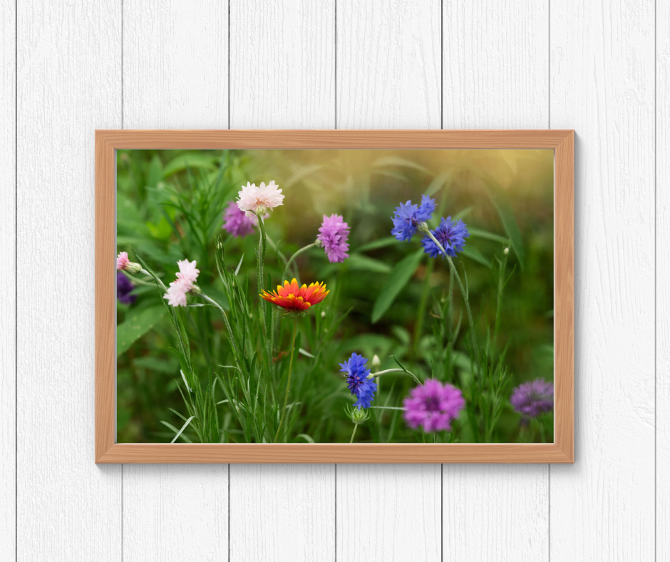 Vibrant Wildflowers